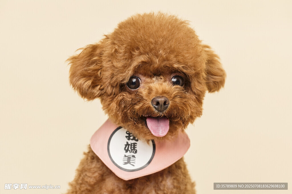 可爱泰迪犬吐舌卖萌