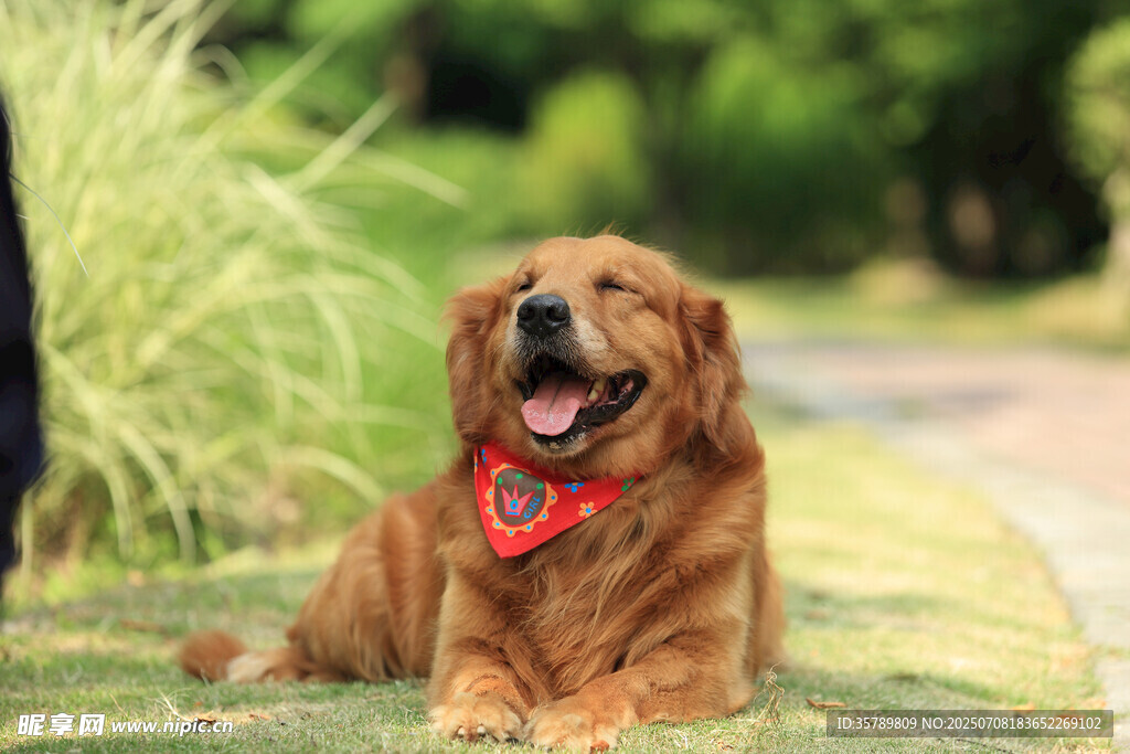 草地戴巾的快乐金毛犬
