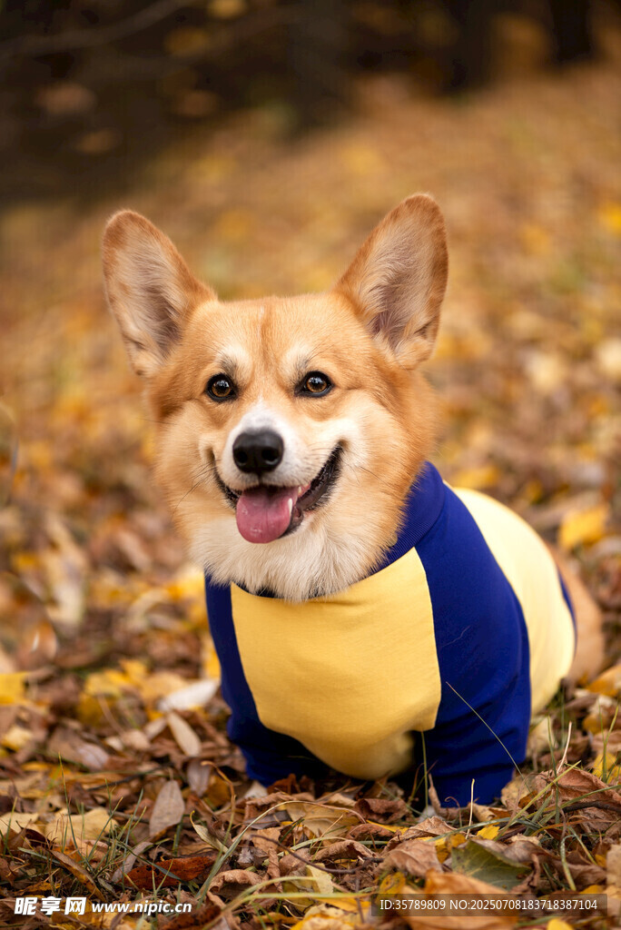 穿着衣服的开心柯基犬