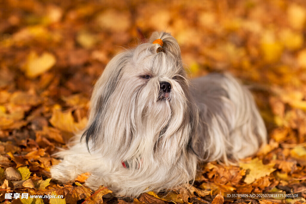 秋景中可爱的长毛宠物犬