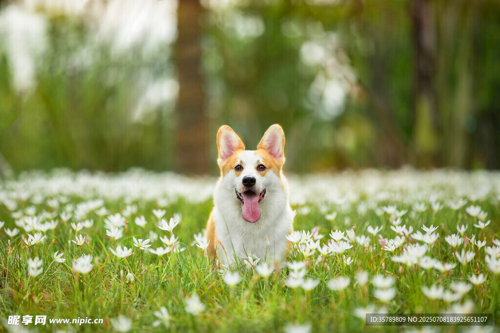 草地上奔跑的快乐柯基犬