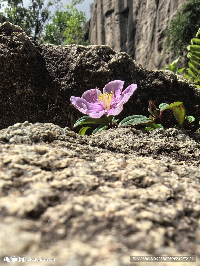 石缝中绽放的紫色小花