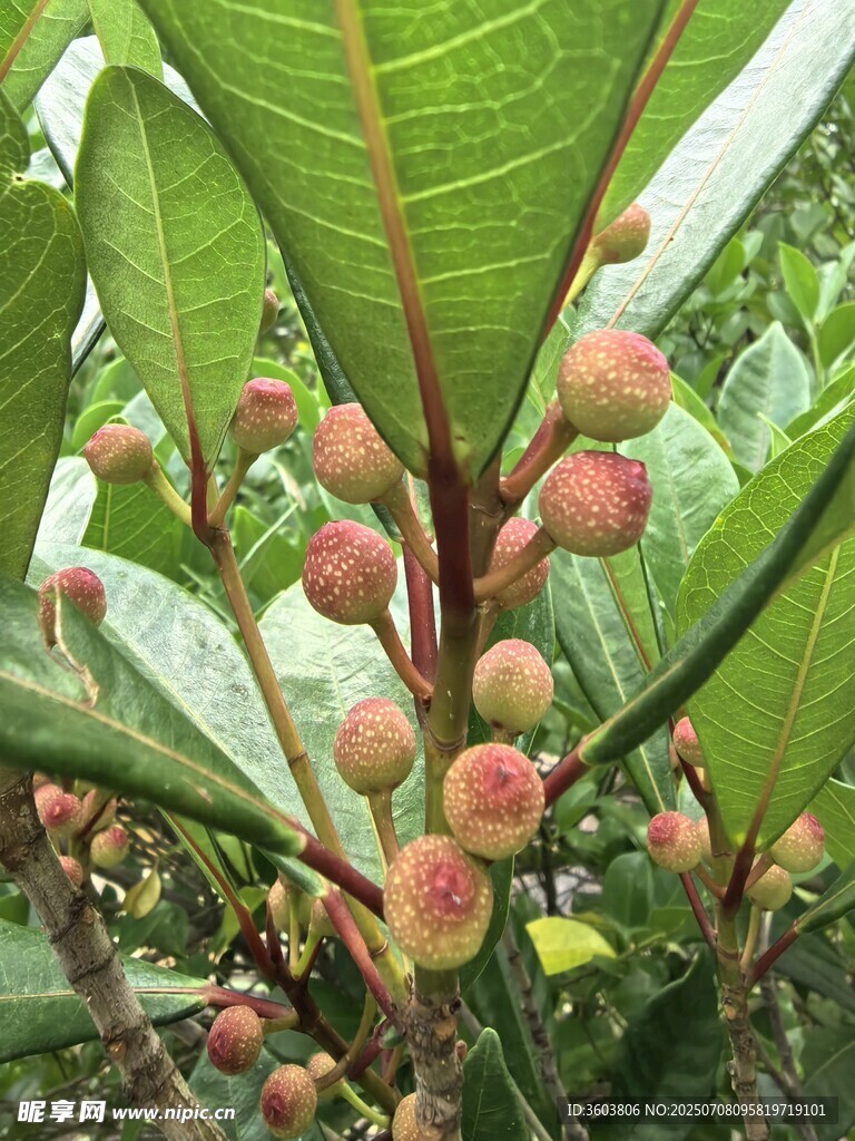 枝头挂果的红毛丹树