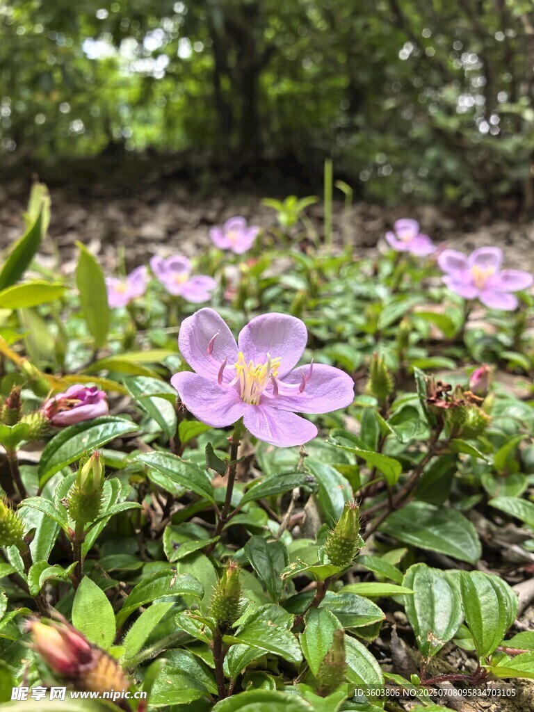 野地中的美丽紫色小花