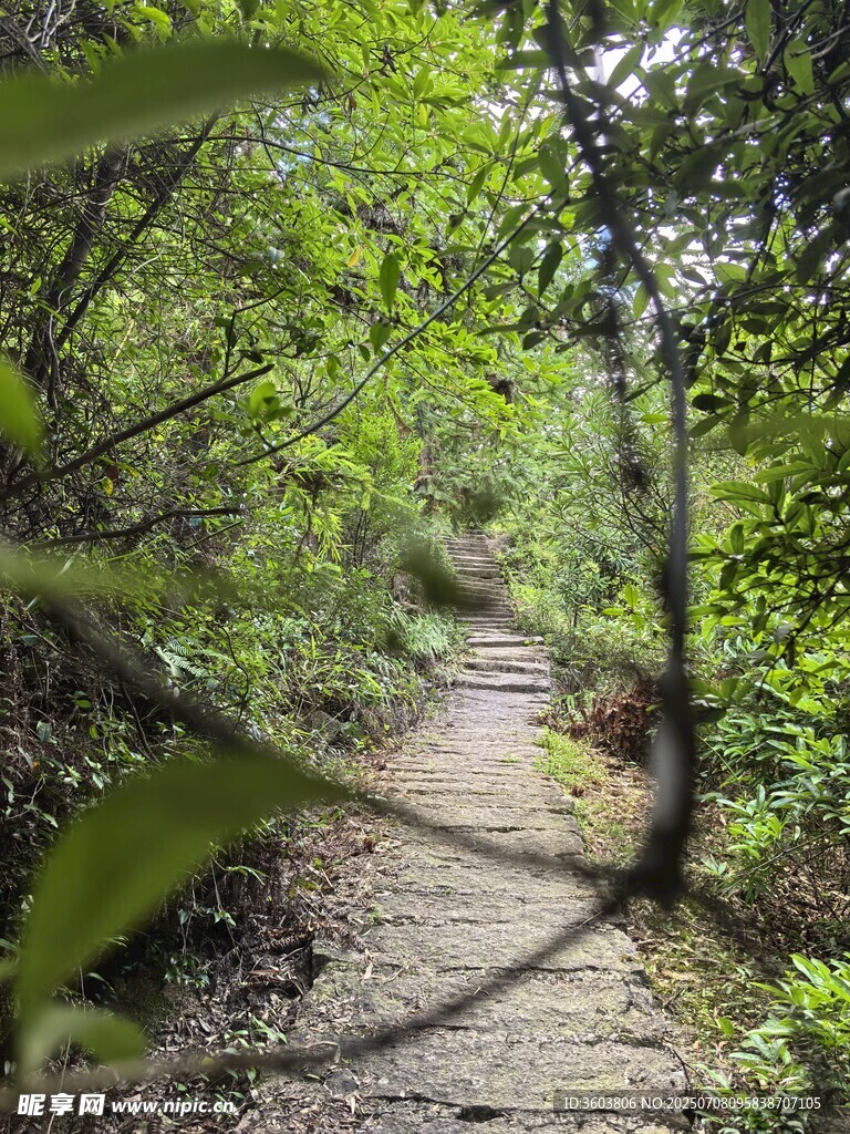 林间小径 绿意盎然的漫步道