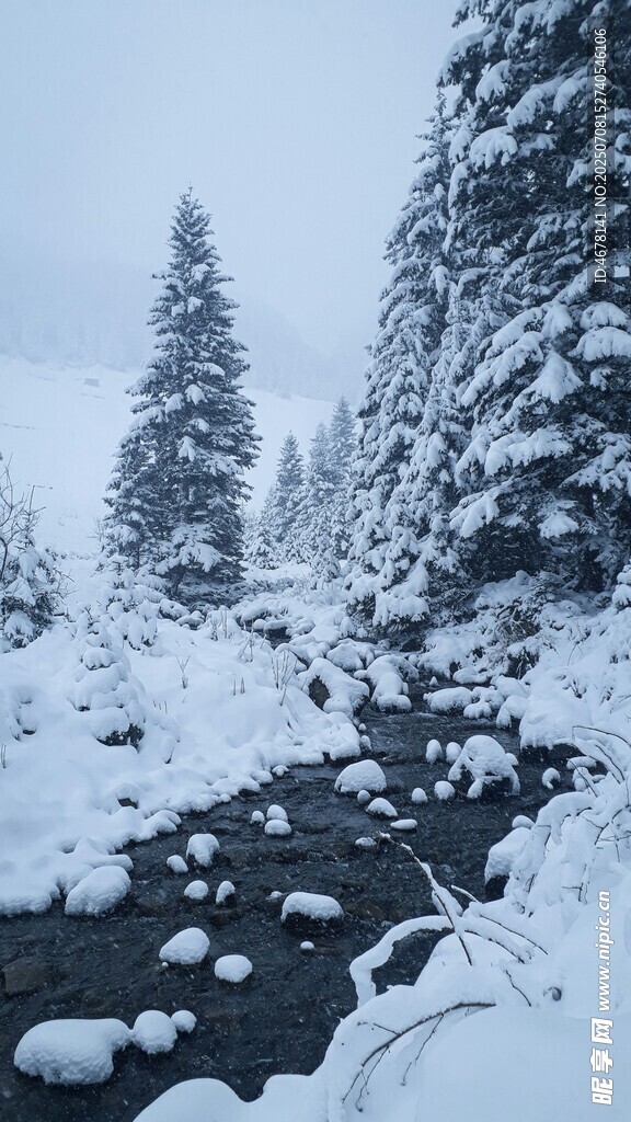冬日雪覆溪流松林美景