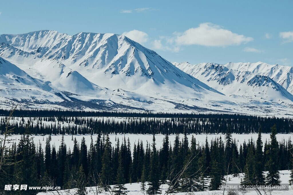 雪山下的森林壮丽景观