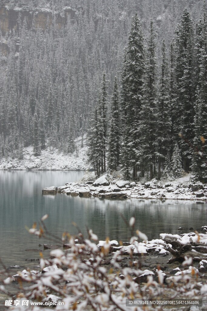 冬日雪覆湖畔松林美景