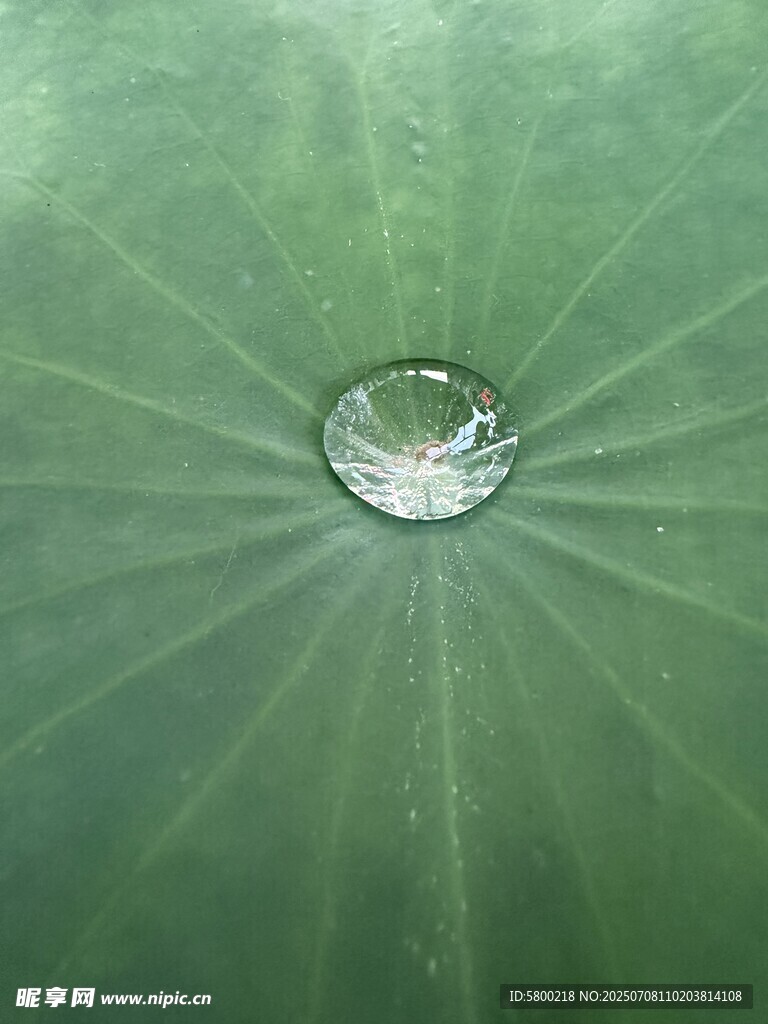 荷叶上的晶莹水珠