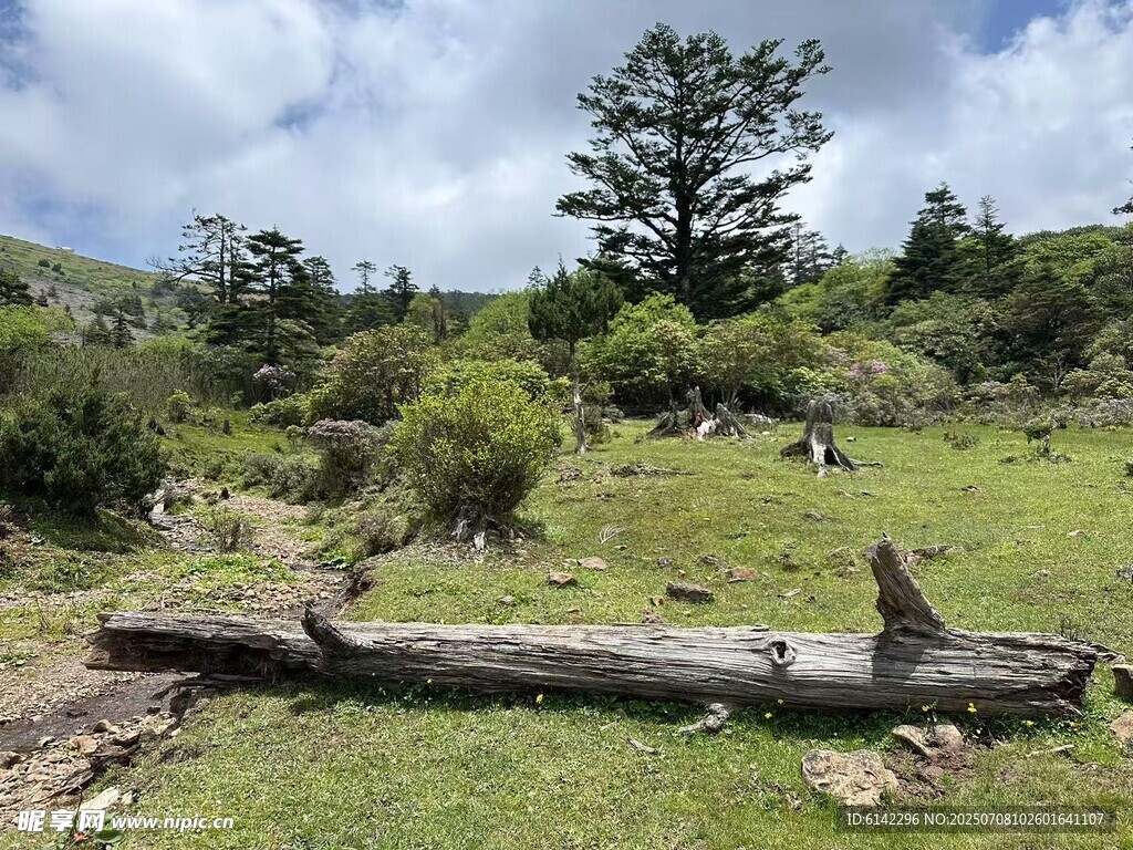 野外枯木旁的自然景致