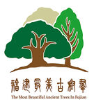 福建最美古榕树