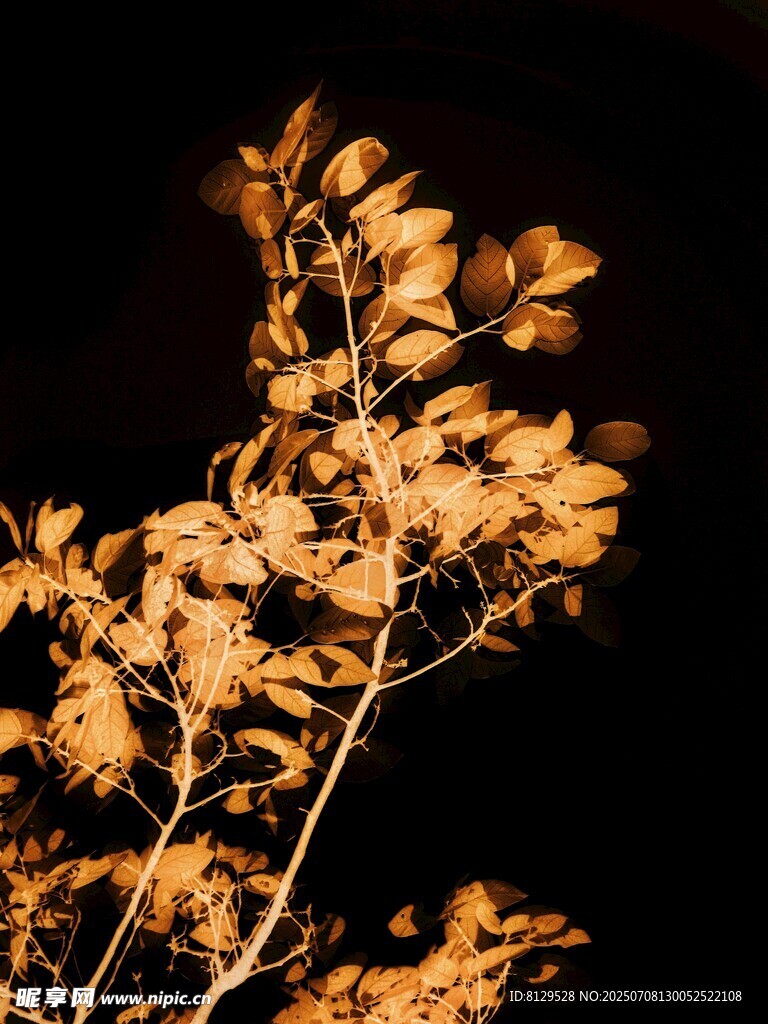 夜下金黄枝叶特写
