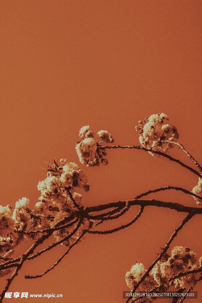 橙背景下的繁花细枝