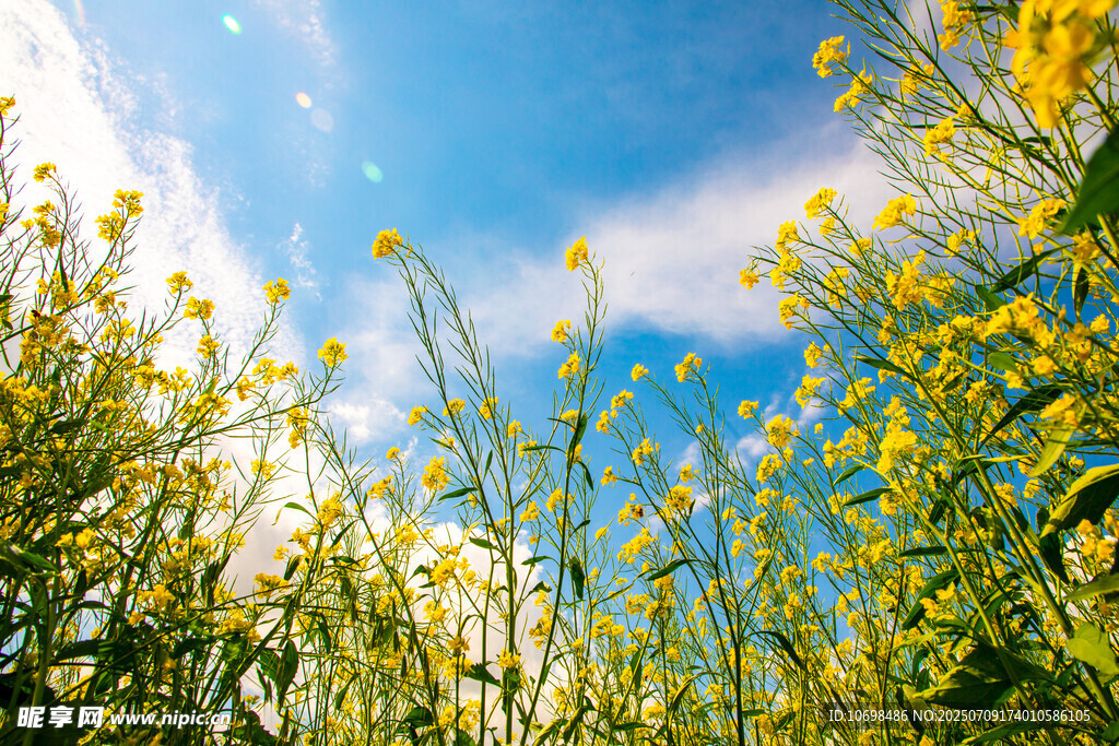油菜花