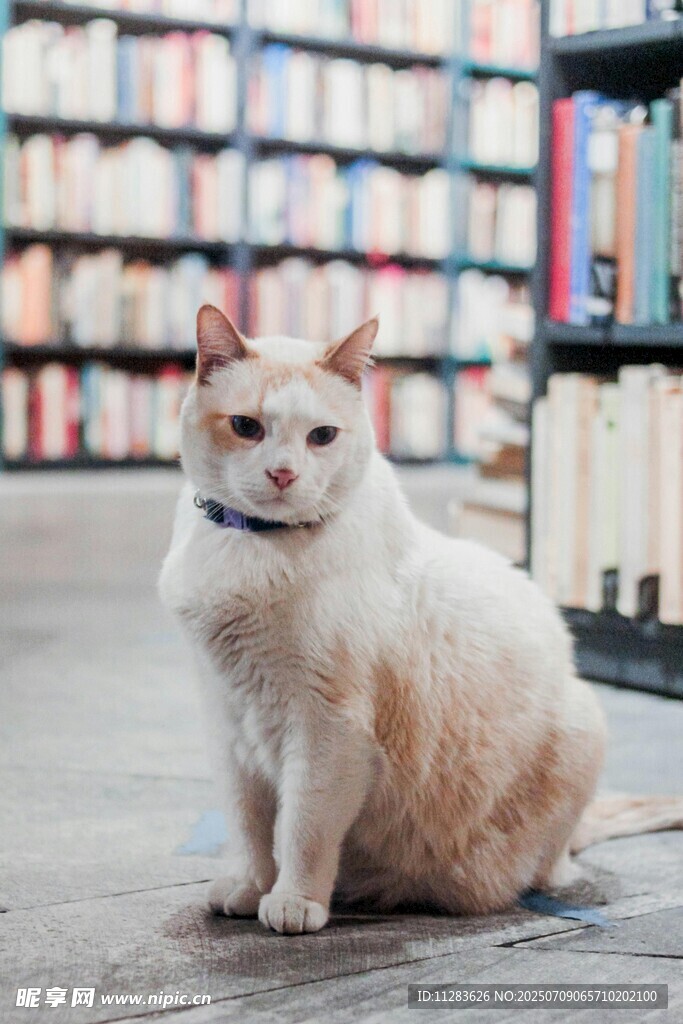 书店中的可爱猫咪