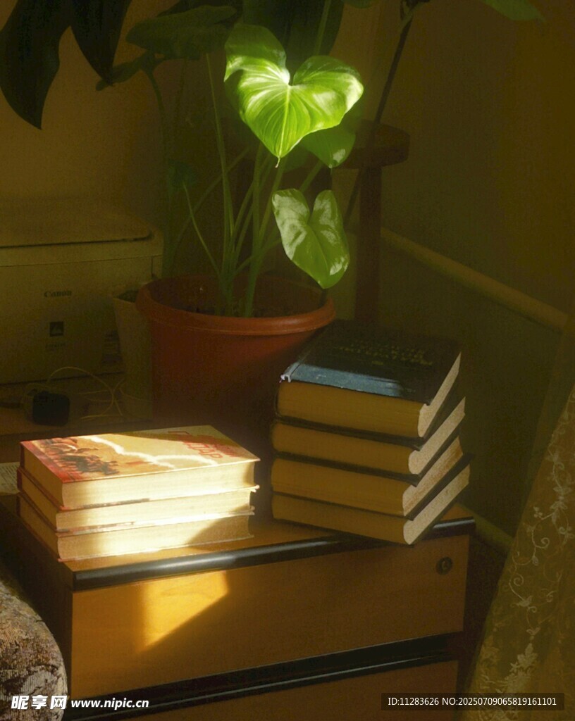 阳光下绿植与书籍的静谧角落