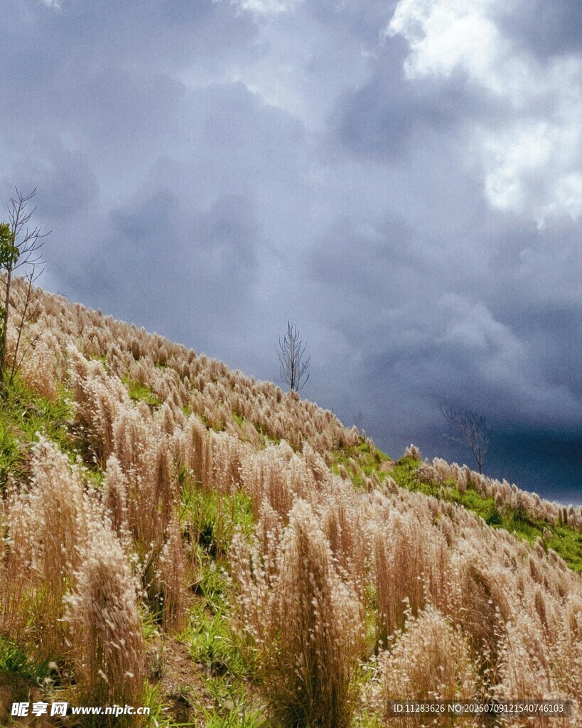 山坡上的芒草与阴沉天空