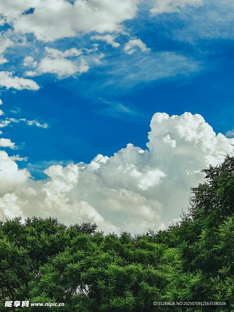 蓝天白云下的葱郁树林
