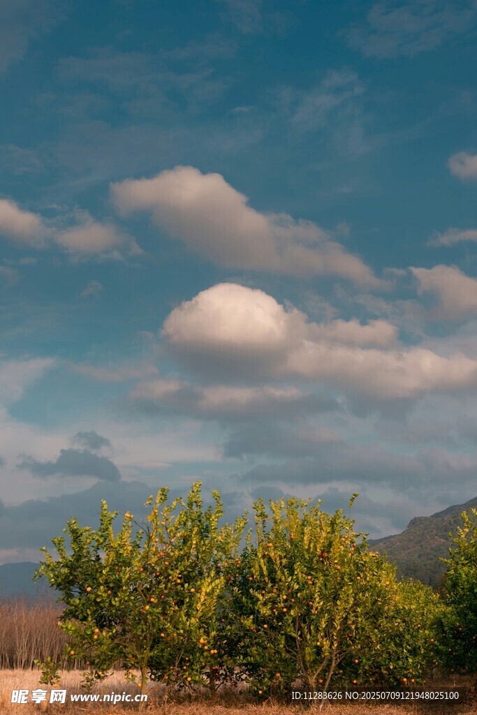 蓝天绿树间的自然美景