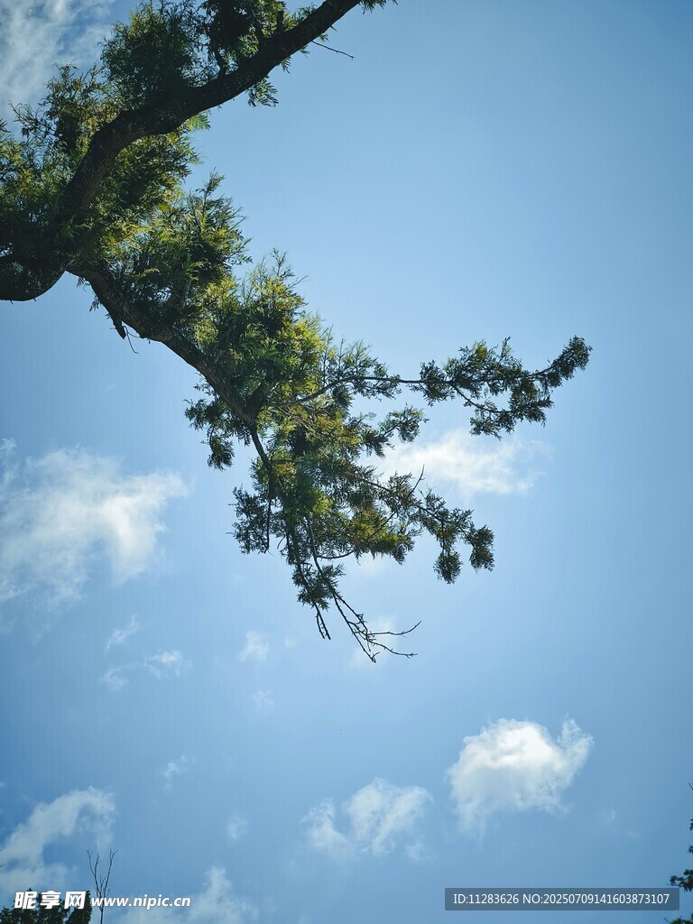 蓝天绿树间的惬意景致