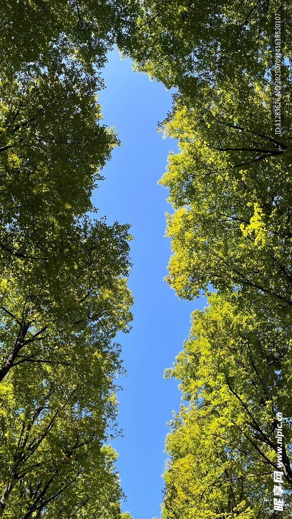 仰观蓝天绿树美景
