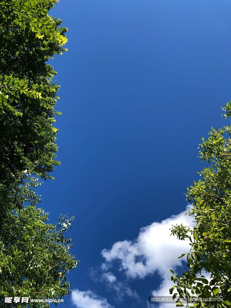 仰望蓝天绿树间的白云