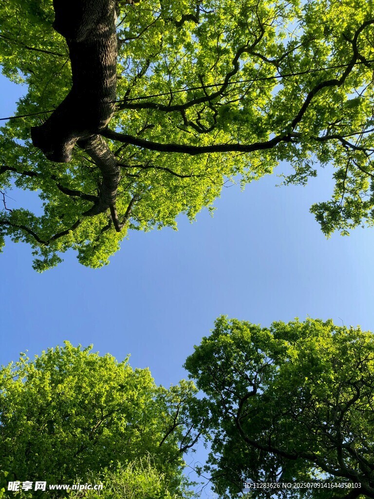 仰观繁茂树冠与蓝天