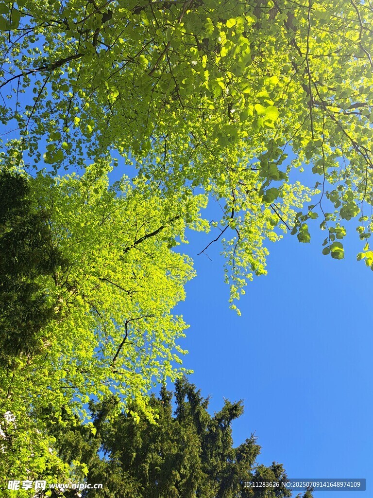 蓝天映衬下的翠绿树叶