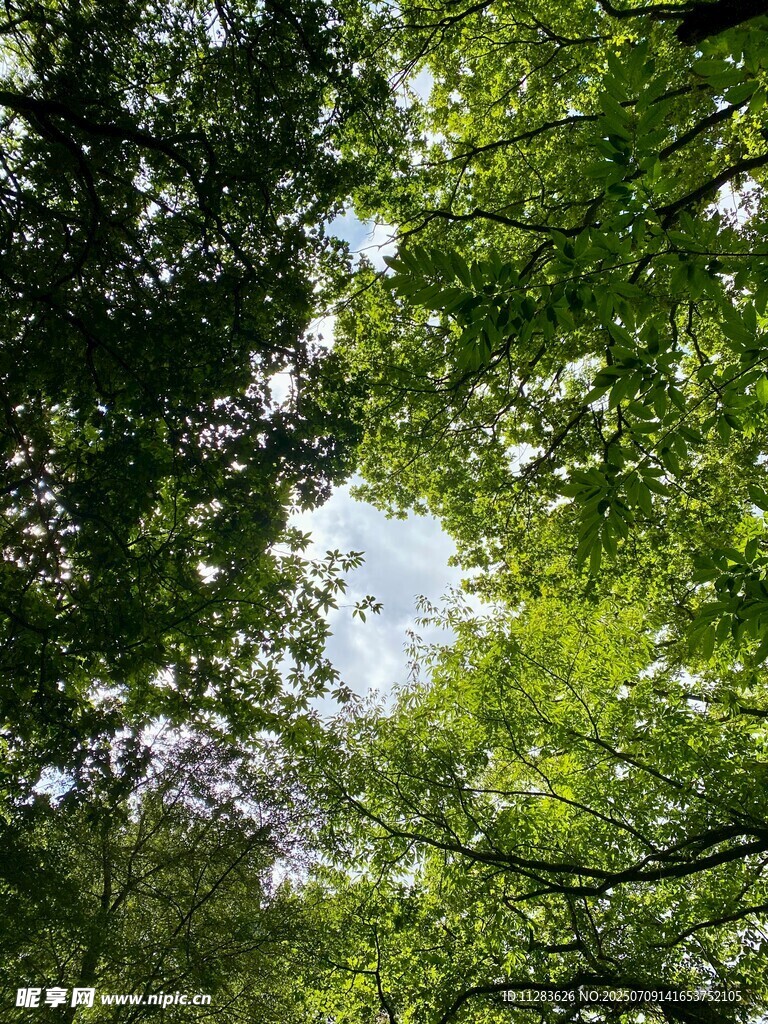仰视茂密树林绿意盎然