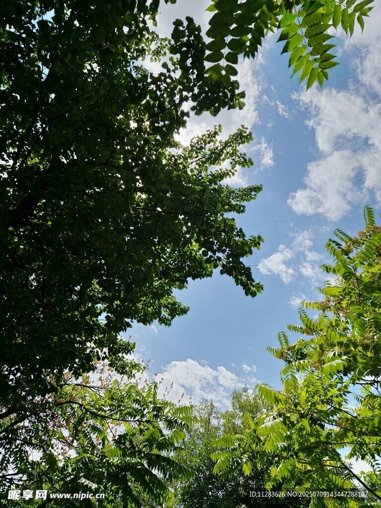 仰望蓝天绿树间的景致