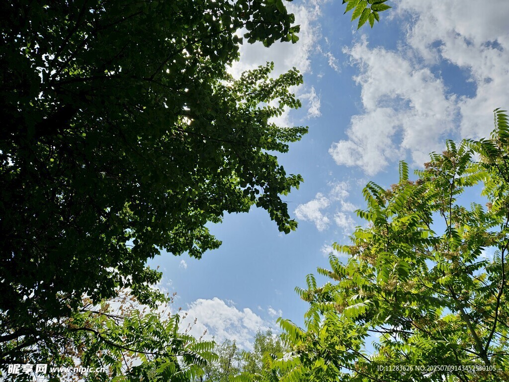 仰望蓝天绿树间的景致