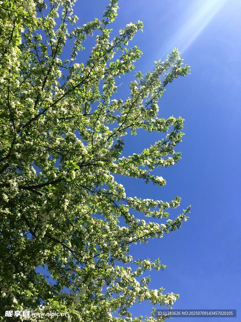 蓝天映衬下的繁茂绿树