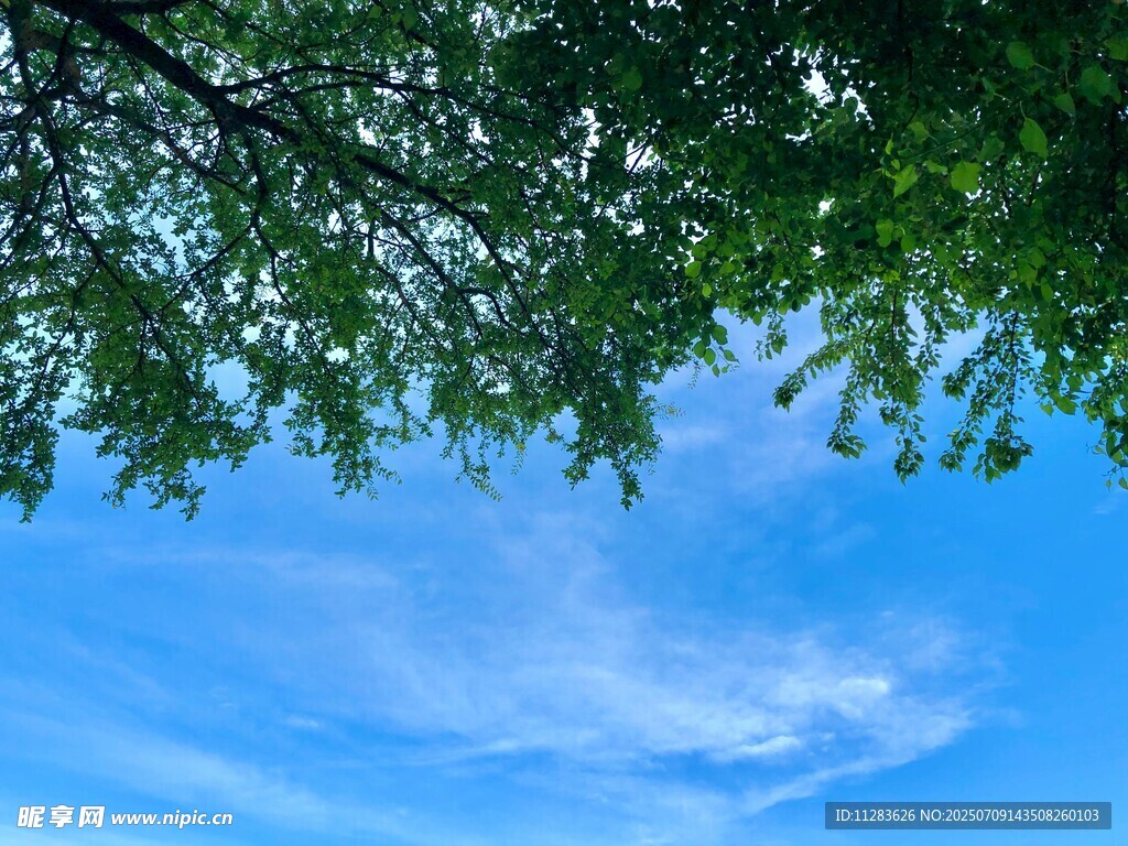 蓝天绿叶间的清新景致