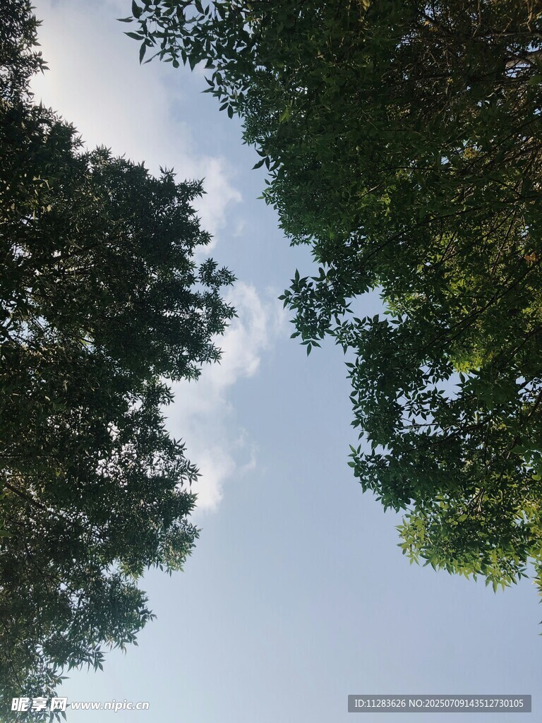 仰望树冠与蓝天