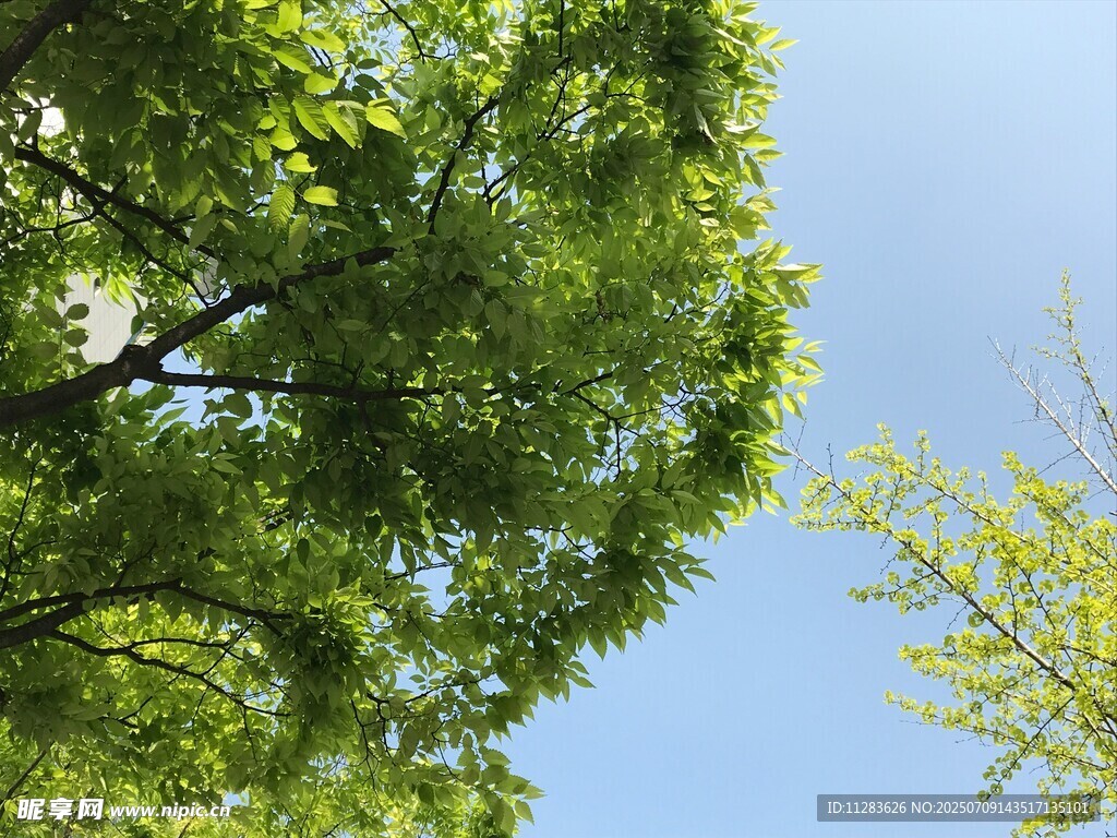 仰视葱郁绿树与蓝天