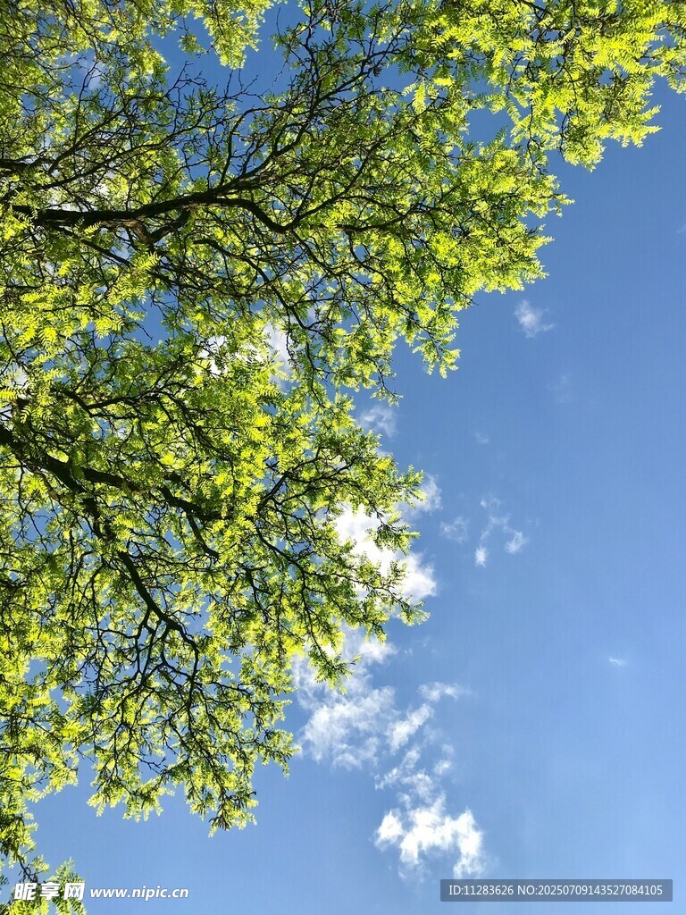 蓝天绿叶间的清新景致