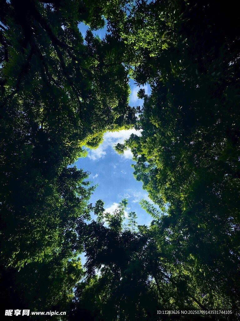 仰望林间蓝天绿意