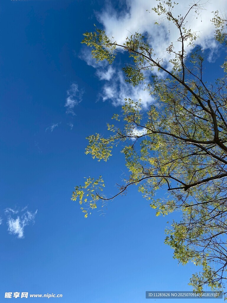 蓝天树枝间的清新景致
