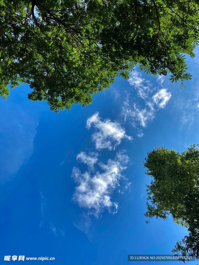 仰望蓝天绿树间的白云