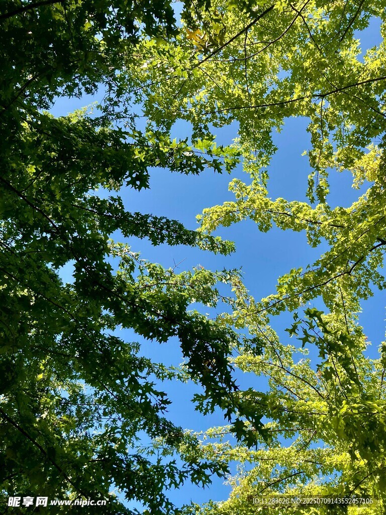 阳光下的繁茂树叶
