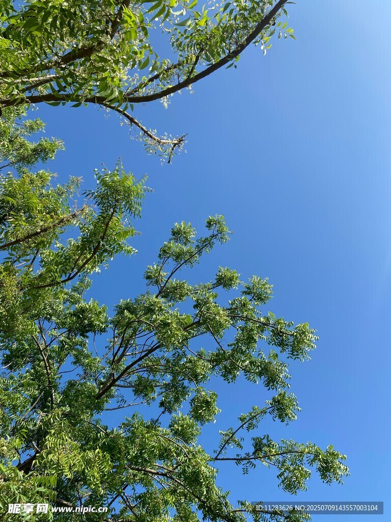 蓝天映衬下的翠绿树枝