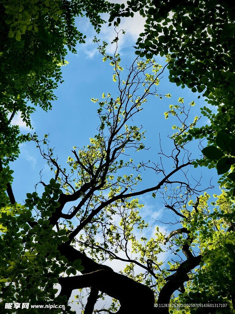 仰望蓝天与繁茂树枝