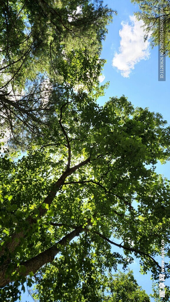 仰视葱郁树冠蓝天美景