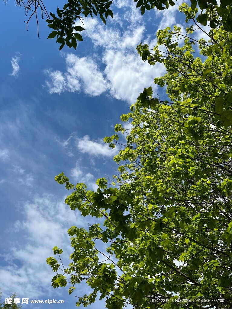 蓝天绿树间的清新景致