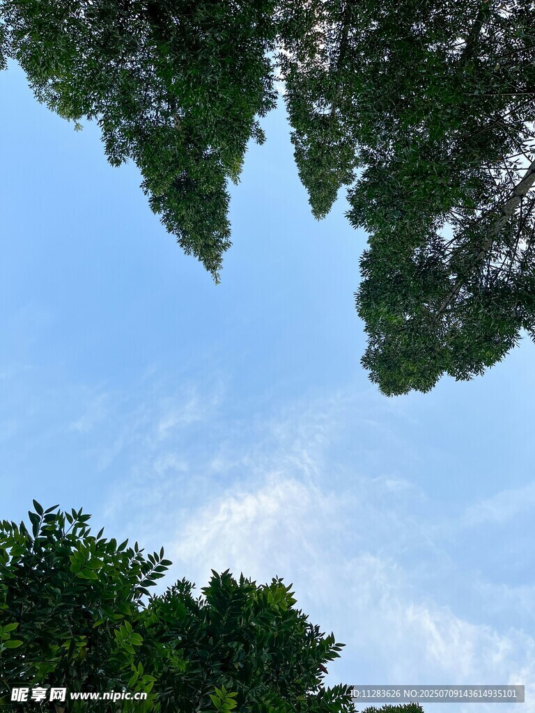 仰望蓝天绿树美景