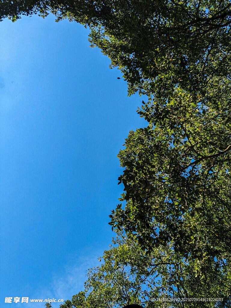 仰望蓝天绿树美景