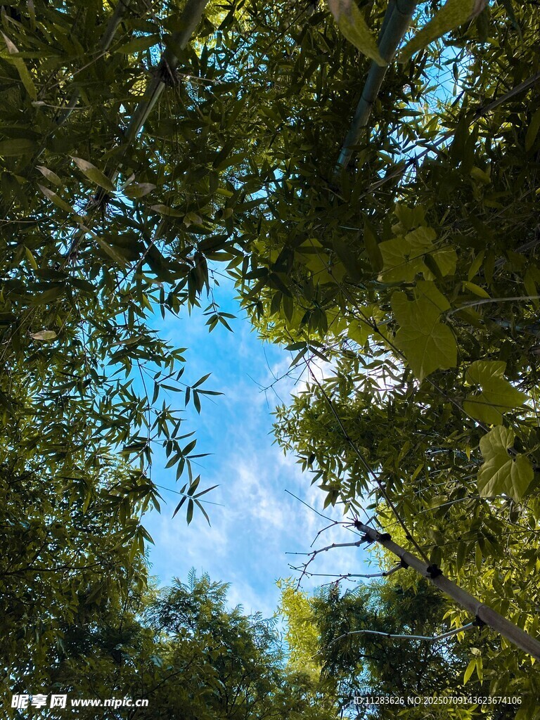 仰望林间蓝天