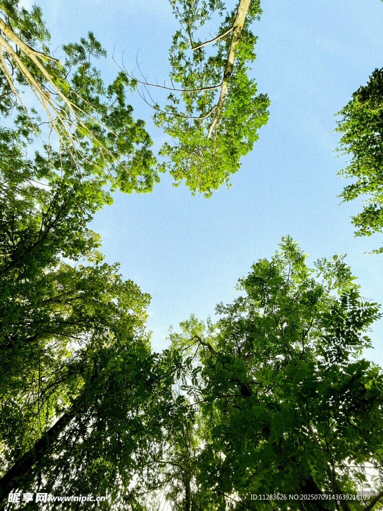 仰望葱郁树林与蓝天