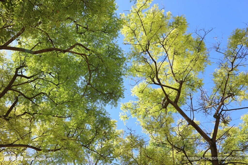仰观绿树蓝天美景