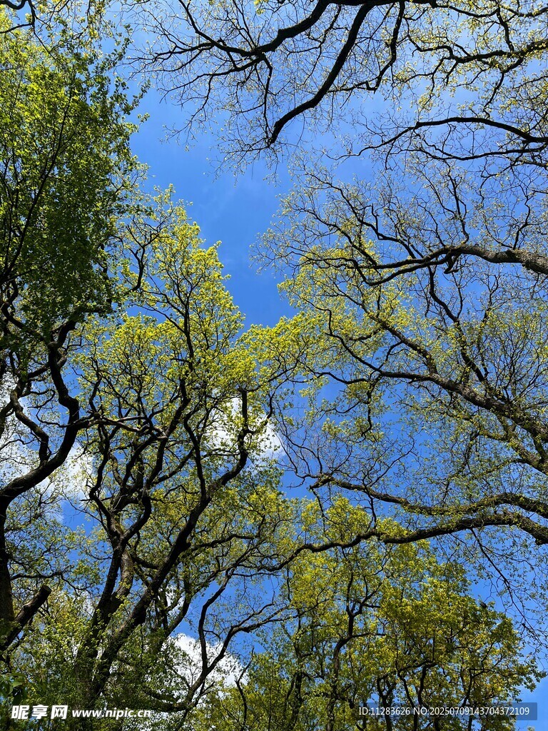 蓝天绿树间的自然景致